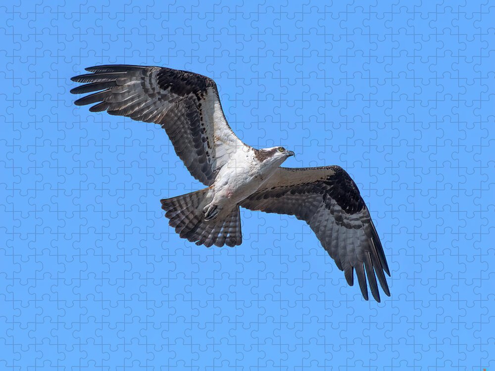 Nature Jigsaw Puzzle featuring the photograph Osprey in Flight DRB0282 by Gerry Gantt