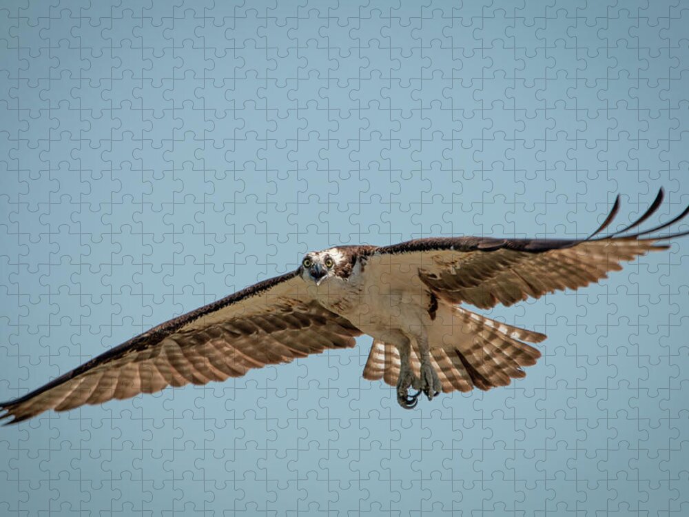 Wild Jigsaw Puzzle featuring the photograph Osprey in Flight by Kristia Adams