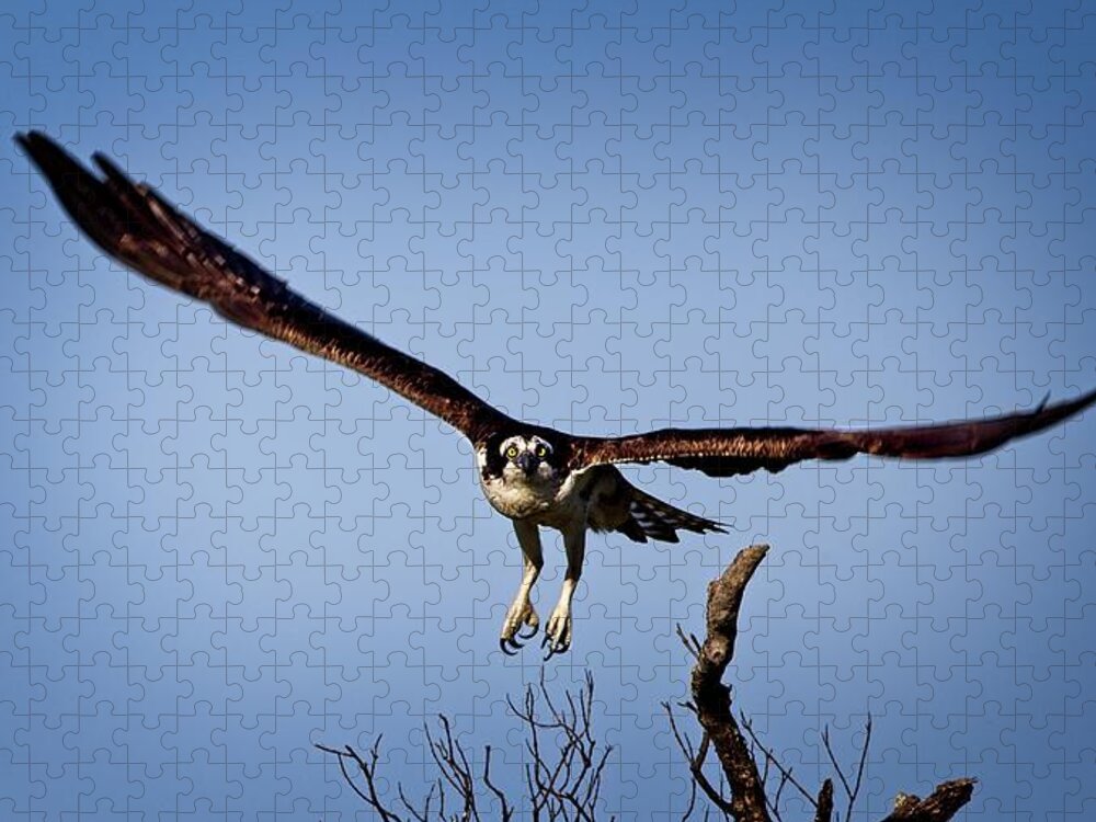Fish Eater Jigsaw Puzzle featuring the photograph Osprey Incoming by Ronald Lutz