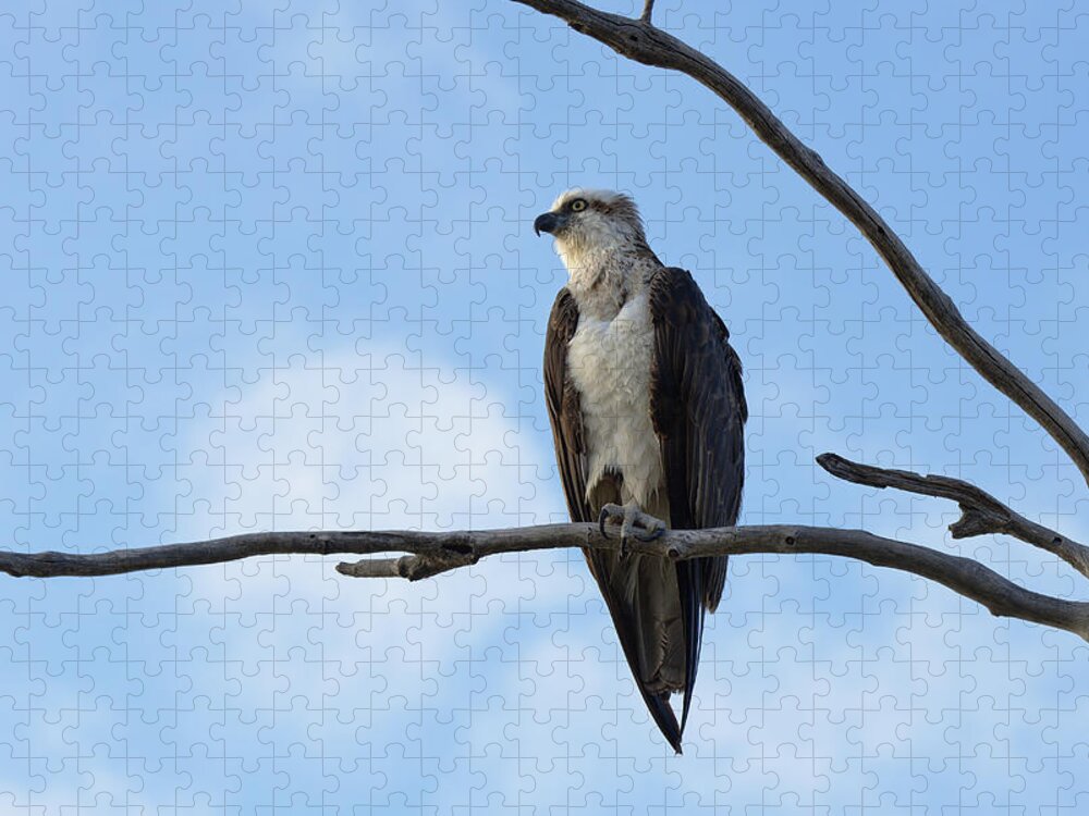 Osprey Jigsaw Puzzle featuring the photograph Osprey by Nicolas Lombard