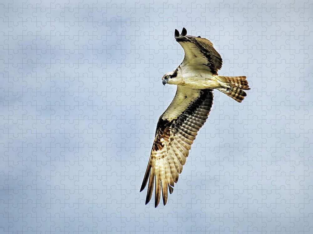 Bird Jigsaw Puzzle featuring the photograph Osprey on the Hunt by Fon Denton