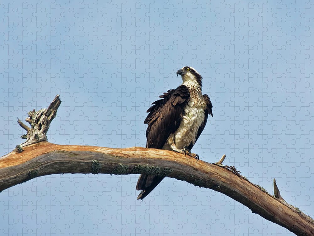 Osprey Jigsaw Puzzle featuring the photograph Osprey Perched Above White Oak River in the Croatan by Bob Decker