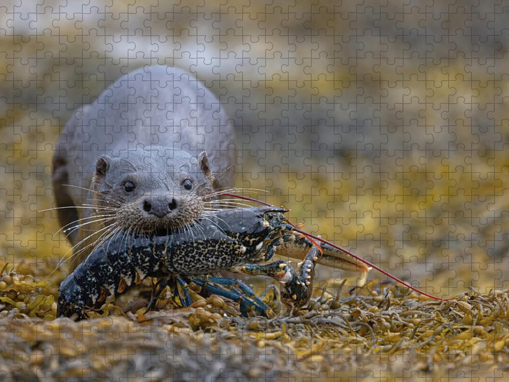 Eurasian Jigsaw Puzzle featuring the photograph Otter Bringing Ashore A Lobster by Pete Walkden