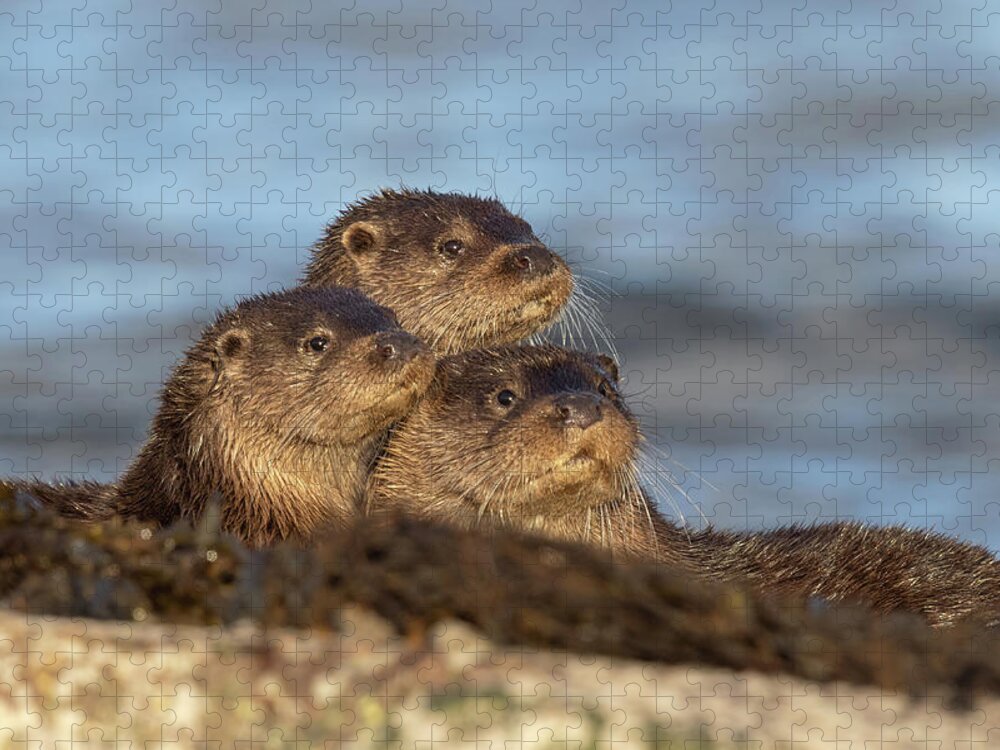 Otter Jigsaw Puzzle featuring the photograph Otter Pyramid by Pete Walkden