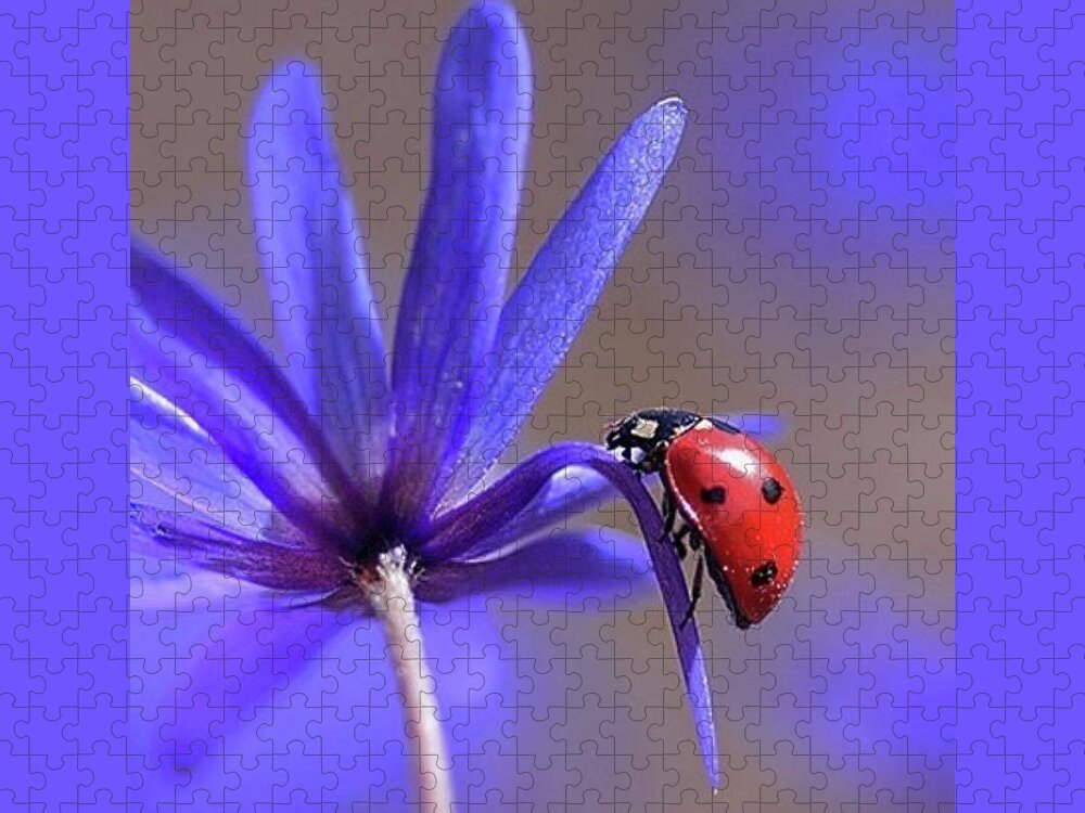 Ladybug Jigsaw Puzzle featuring the photograph Our Lady by Carolyn Mickulas