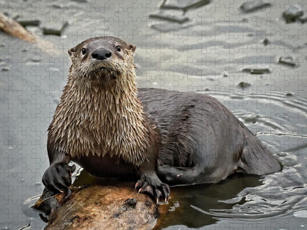 Otter Jigsaw Puzzle featuring the photograph Out on a Log - River Otter by Bruce Morrison