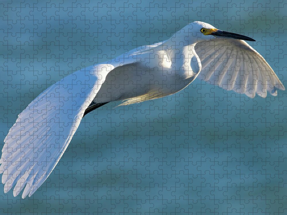 Snowy Egret Jigsaw Puzzle featuring the photograph Outstretched Glide by RD Allen