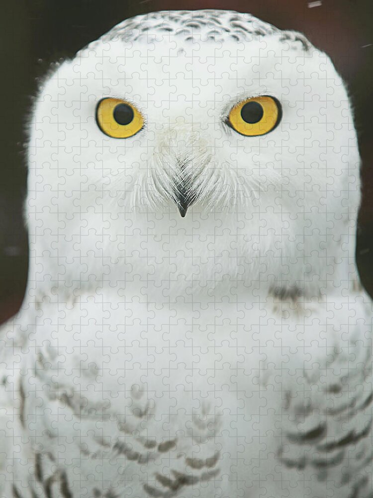 Owl Be Watching You Jigsaw Puzzle featuring the photograph Owl Be Watching You by Carrie Ann Grippo-Pike