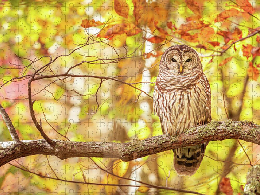 Barred Owl Jigsaw Puzzle featuring the photograph Owl In Fall by Jordan Hill