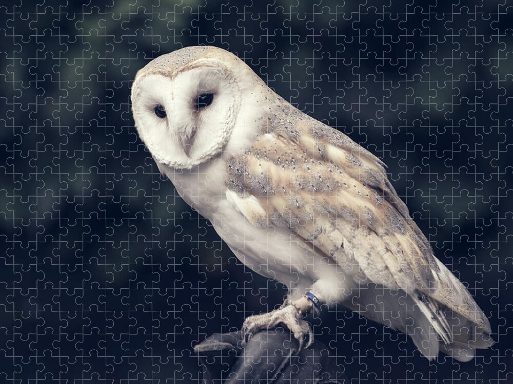 Owl Jigsaw Puzzle featuring the photograph Owl sitting on a glove by Andrew Lalchan