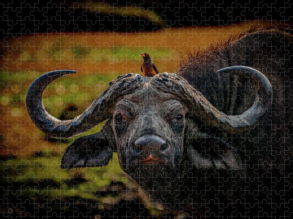 Cape Buffalo Jigsaw Puzzle featuring the photograph Ox Pecker by Darcy Dietrich