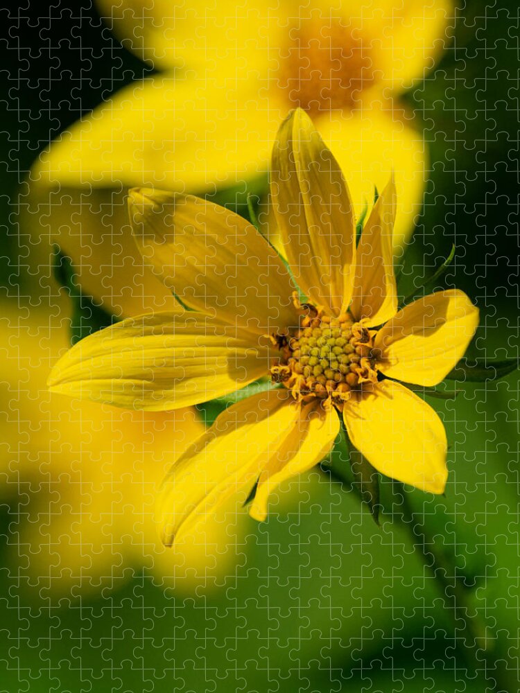 Sunflower Jigsaw Puzzle featuring the photograph Packing Sunflower by Linda Bonaccorsi