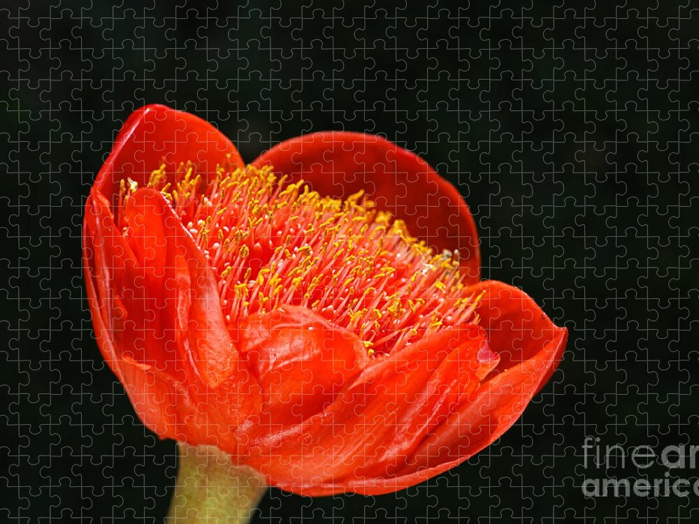 Haemanthus Coccineus Jigsaw Puzzle featuring the photograph Paintbrush Lily Red by Joy Watson