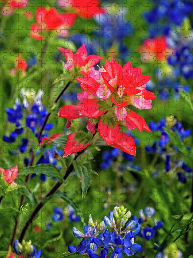 Texas Wildflowers Jigsaw Puzzle featuring the photograph Paintbrush Perfection by Lynn Bauer