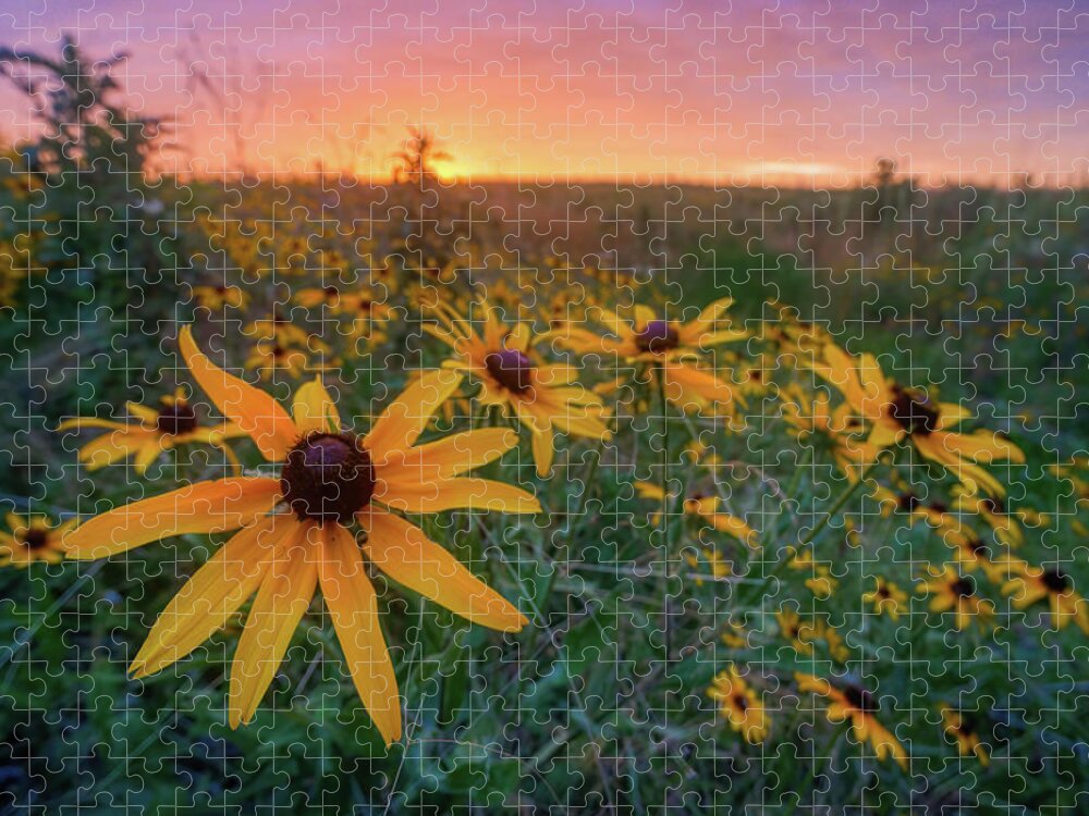 Wildflower Jigsaw Puzzle featuring the photograph Paintbrush Prairie II by Robert Charity