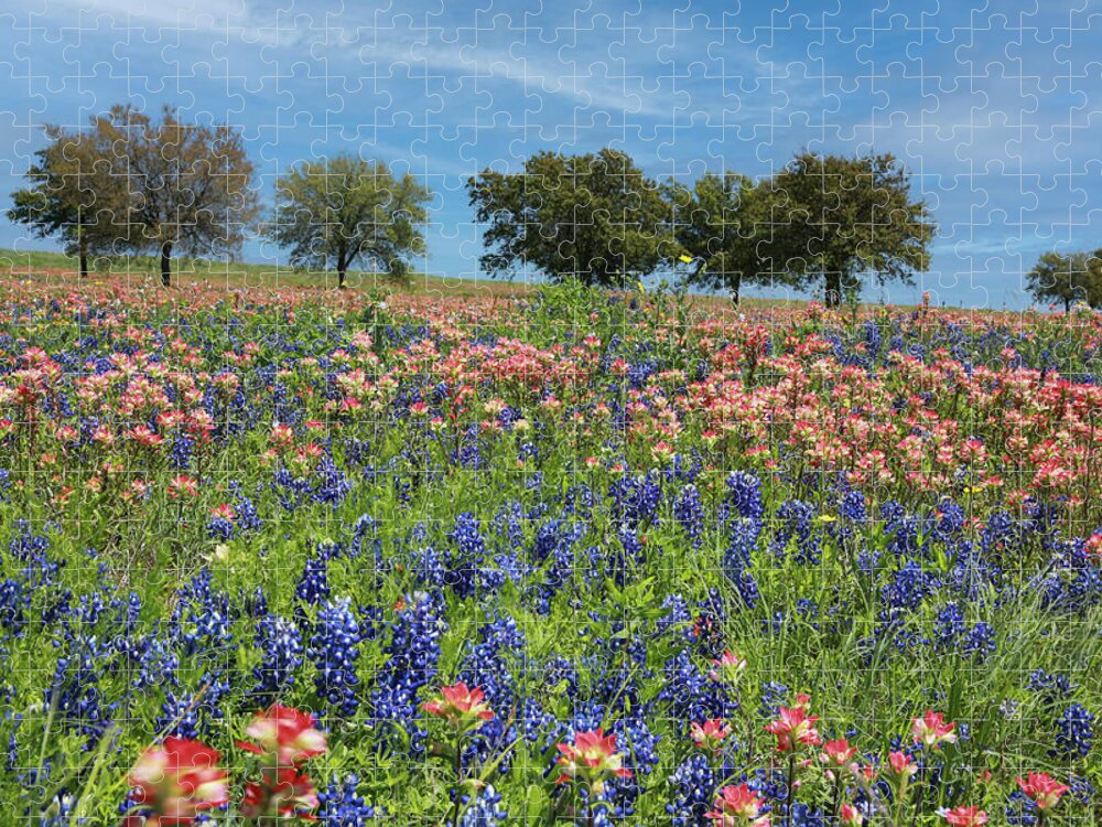 Flower Jigsaw Puzzle featuring the photograph Paintbrushes and Bluebonnets by Steve Templeton