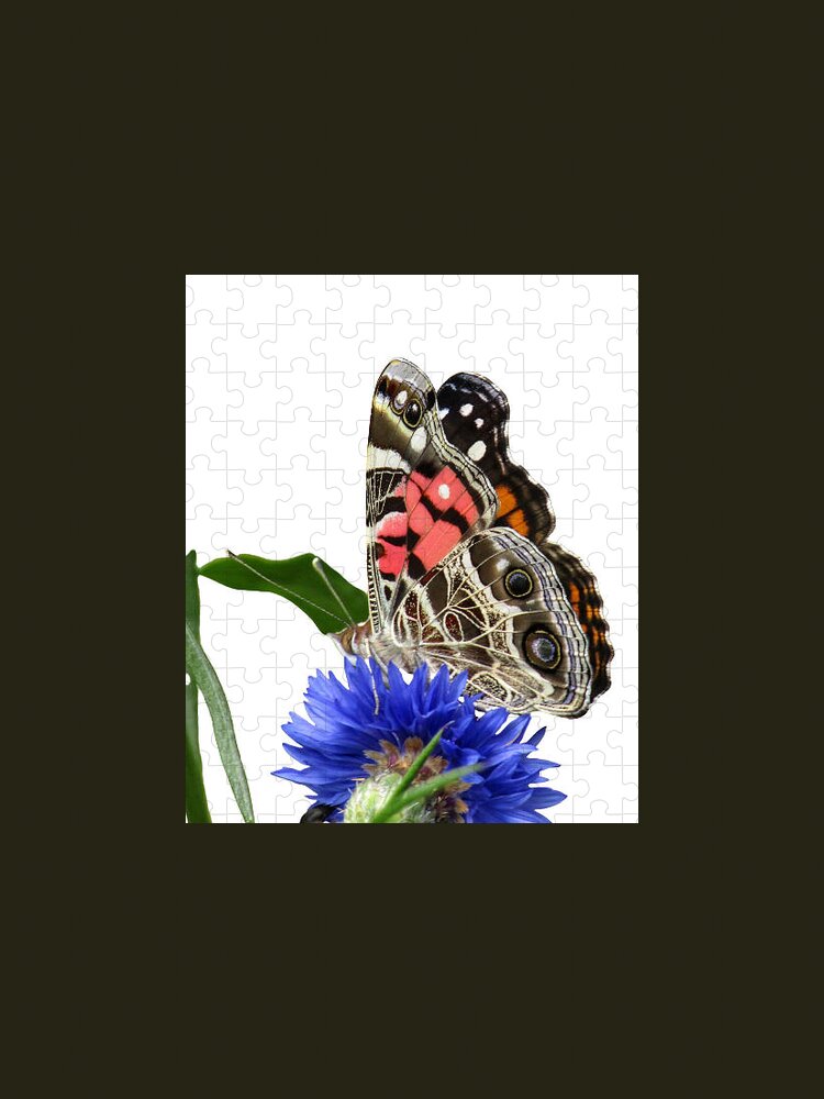 Butterfly Jigsaw Puzzle featuring the photograph Painted Lady 1 by Kim Galluzzo