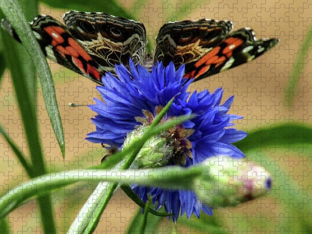 Butterfly Jigsaw Puzzle featuring the photograph Painted Lady 4 by Kim Galluzzo