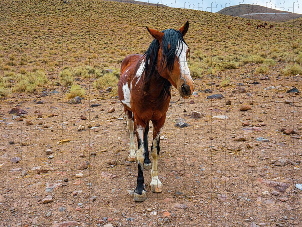 Horse Jigsaw Puzzle featuring the photograph Painted Nevada Mustang by Ron Long Ltd Photography