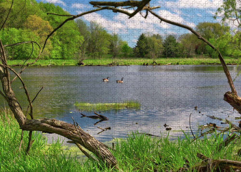 Geese Jigsaw Puzzle featuring the photograph Pair of Canadian Geese framed by trees on an early spring pond scene by Peter Herman