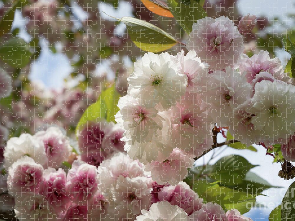 Cherry Blossom Jigsaw Puzzle featuring the photograph Pale pink blossoms of an ornamental cherry in spring 2 by Adriana Mueller