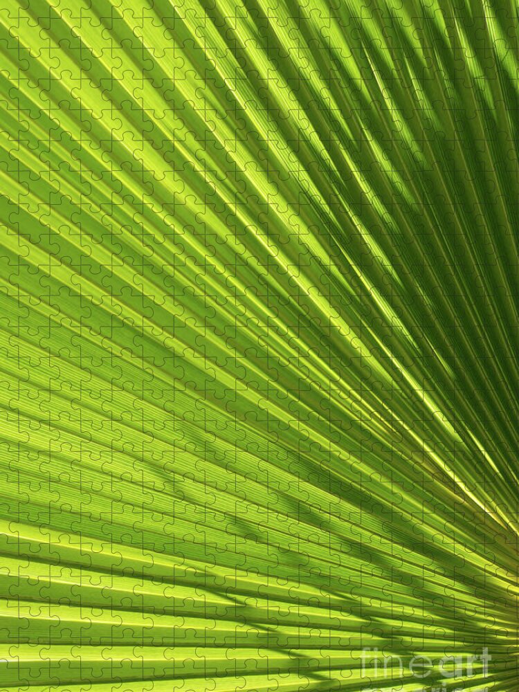 Palm Leaf Jigsaw Puzzle featuring the photograph Palm leaf with light and shadow 2 by Adriana Mueller
