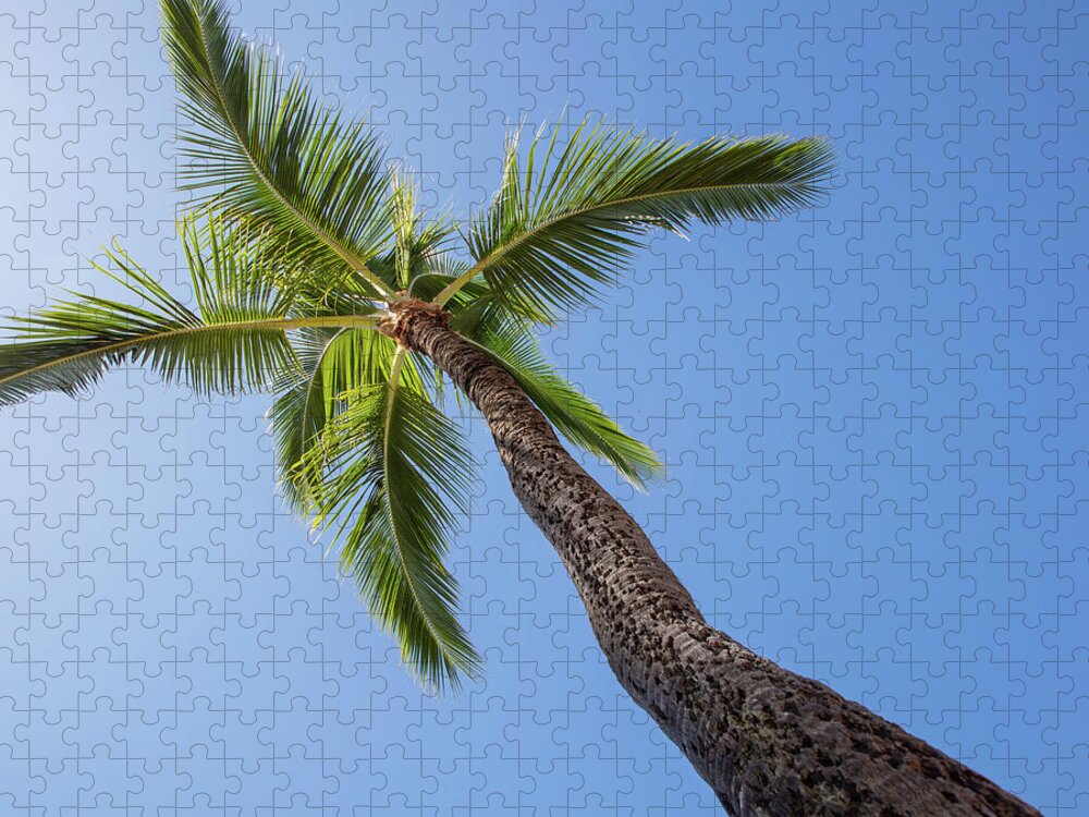 Beach Jigsaw Puzzle featuring the photograph Palm Nap by T Phillip Spencer