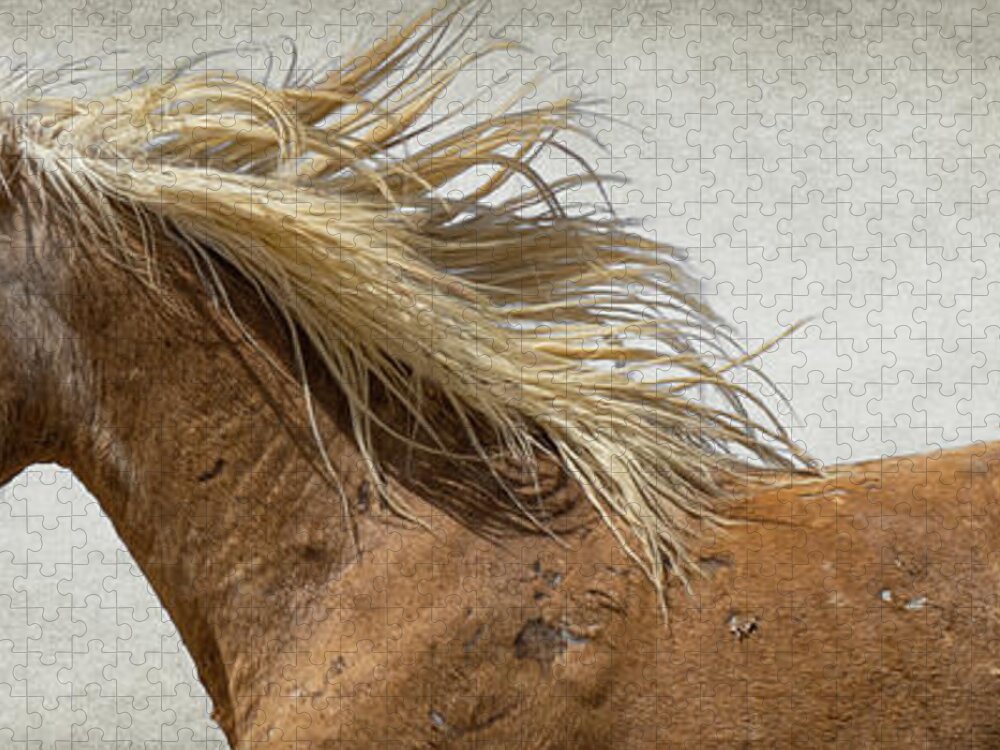 Wild Horses Jigsaw Puzzle featuring the photograph Palomino Beauty by Mary Hone