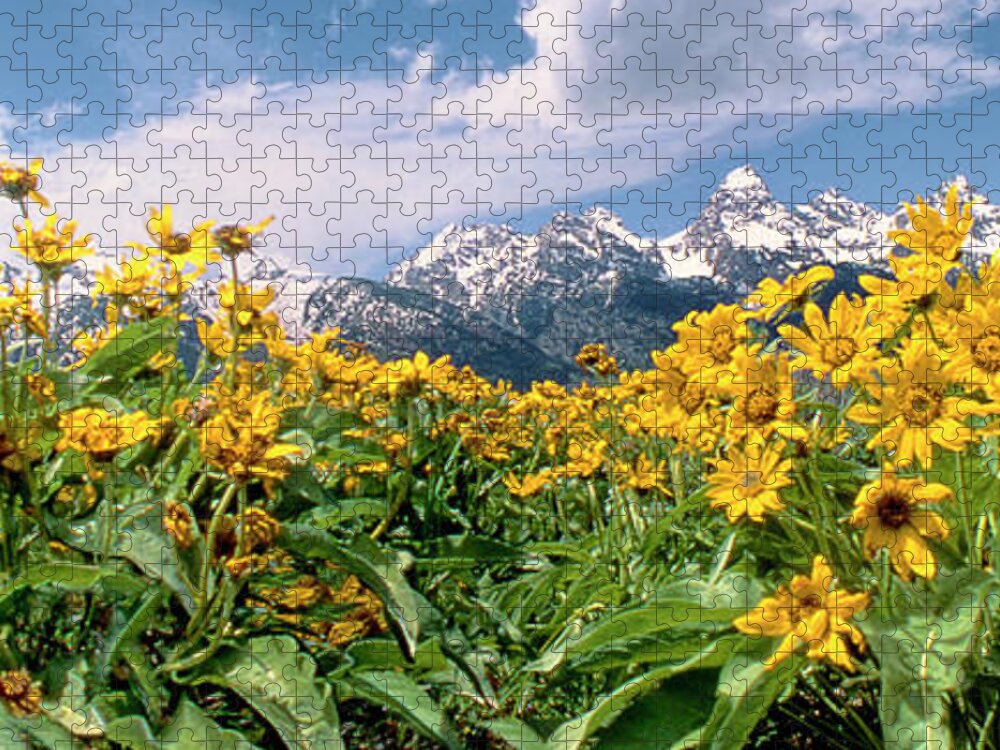 Dave Welling Jigsaw Puzzle featuring the photograph Panoramic Balsamroot Below The Teton Range by Dave Welling