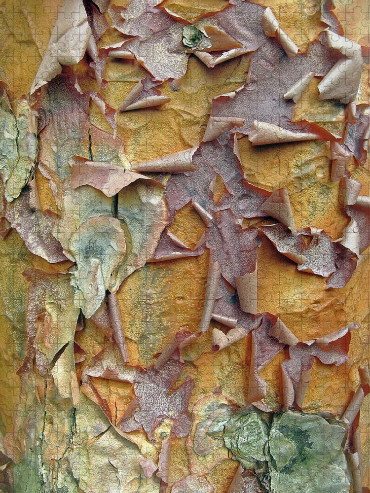 Tree Jigsaw Puzzle featuring the photograph Paperbark Maple Tree by Jessica Jenney