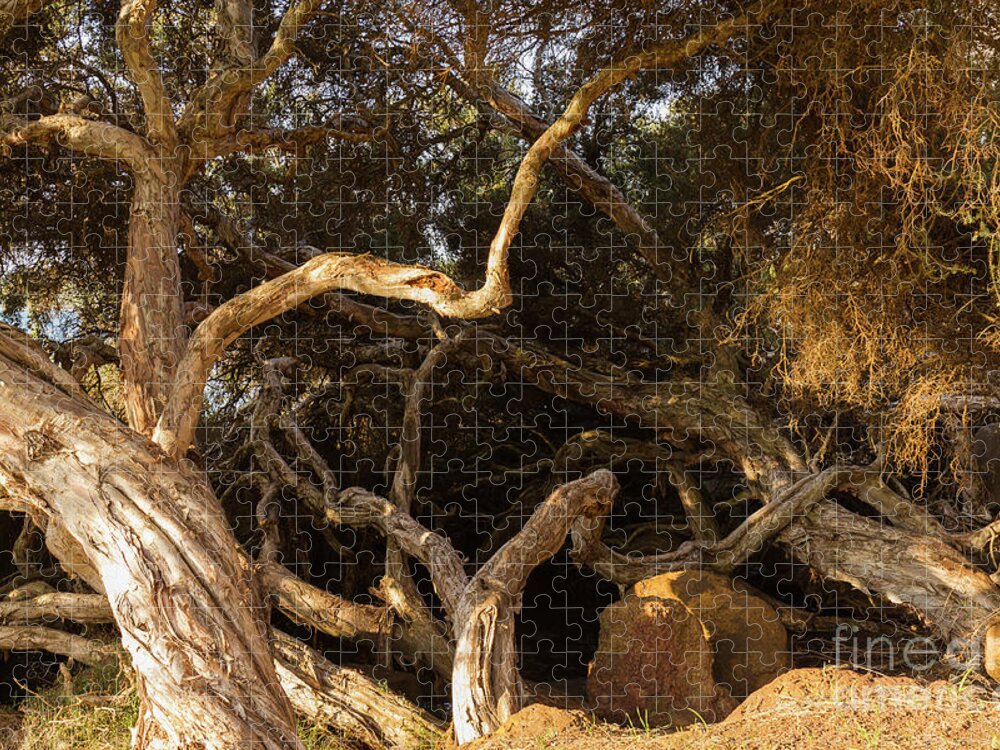 Tree Jigsaw Puzzle featuring the photograph Paperbark Trees by Elaine Teague