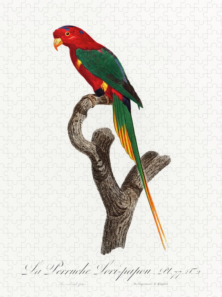 Animal Jigsaw Puzzle featuring the painting Papuan Lorikeet from Natural History of Parrots by MotionAge Designs