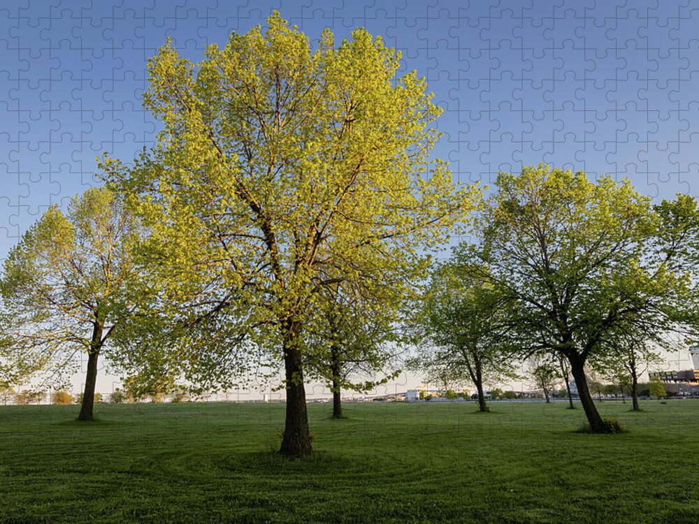 Tree Jigsaw Puzzle featuring the photograph Parkland Trees by Craig A Walker