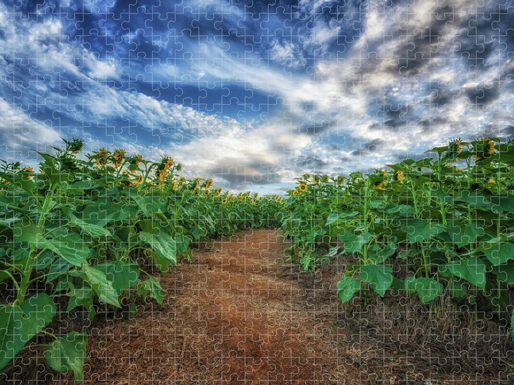 Path Jigsaw Puzzle featuring the photograph Parting of the Seeds by Tricia Louque