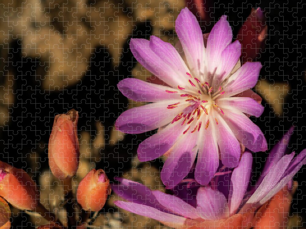  Jigsaw Puzzle featuring the photograph Pasque Flower by Laura Terriere