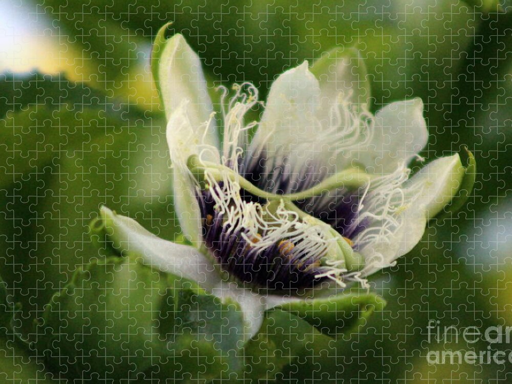 Passion Fruit Jigsaw Puzzle featuring the photograph Passion Flower Budding Closeup by Colleen Cornelius