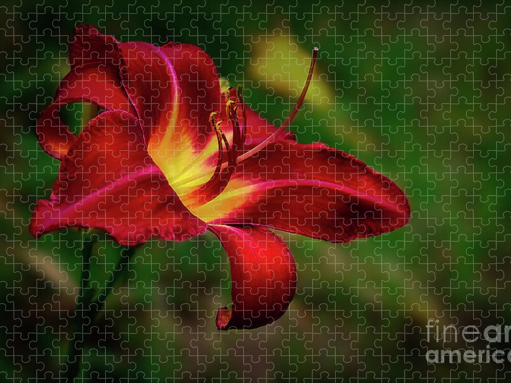 Blossom Jigsaw Puzzle featuring the photograph Passion for Red Daylily by Shelia Hunt