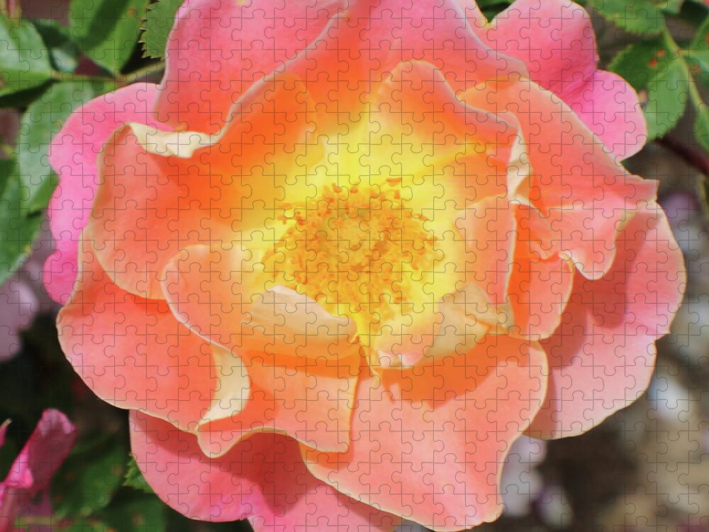 Pastel Jigsaw Puzzle featuring the photograph Pastel Sunset Rose by Kathy Pope