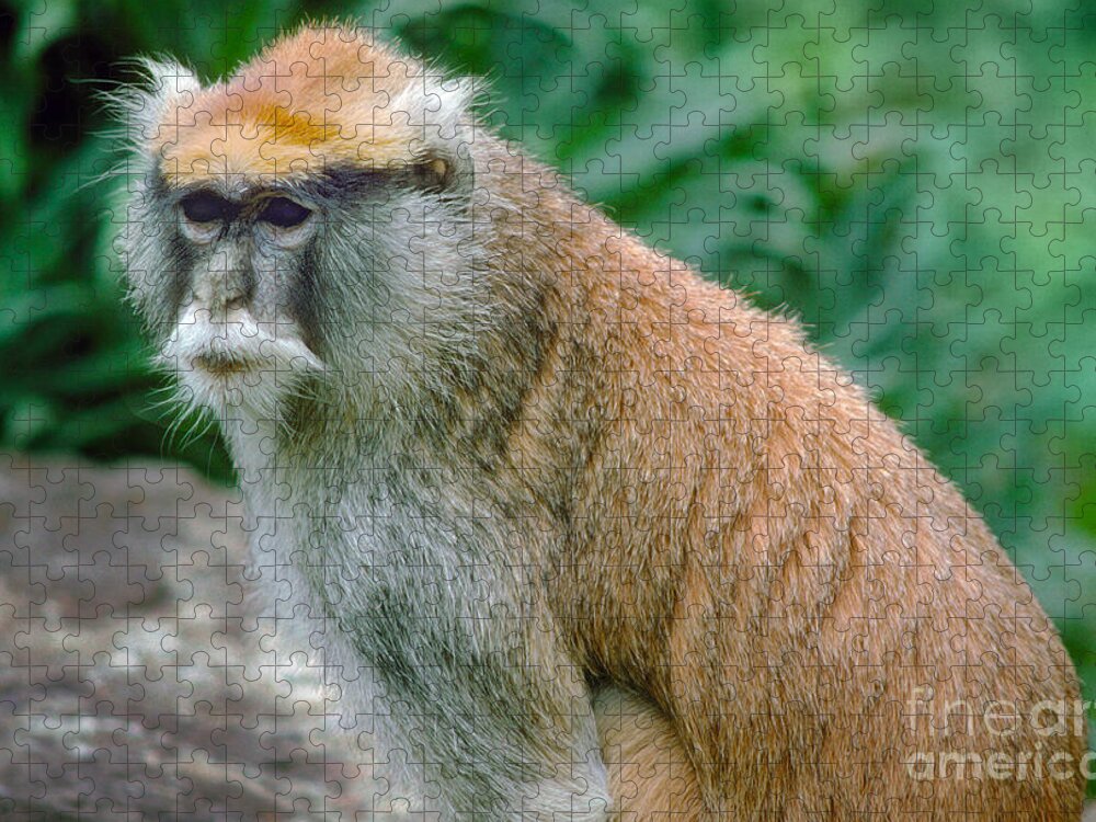 Patas Monkey Jigsaw Puzzle featuring the photograph Patas Monkey Erythrocebus patas by Wernher Krutein