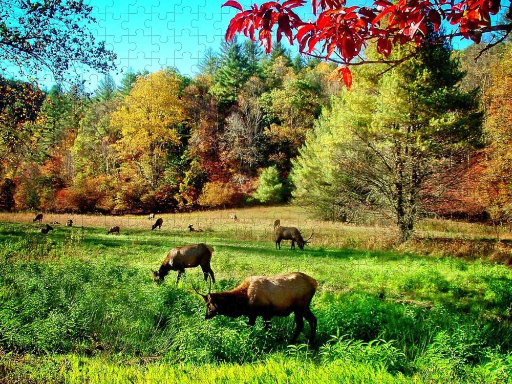  Elk Jigsaw Puzzle featuring the photograph Peace In The Valley by Allen Nice-Webb