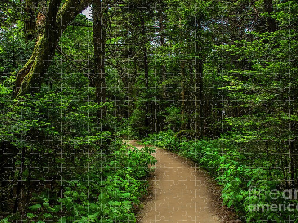 Trail Jigsaw Puzzle featuring the photograph Peaceful trail on Roan Mountain by Shelia Hunt