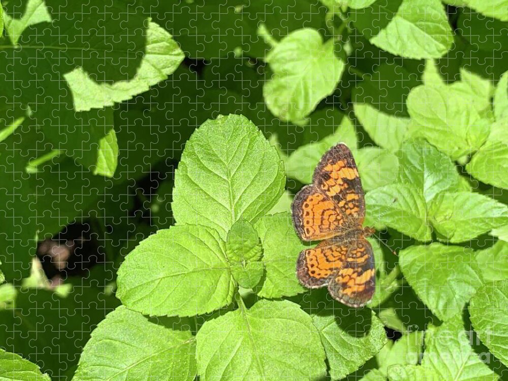 Butterfly Jigsaw Puzzle featuring the photograph Pearl Crescent Butterfly by Catherine Wilson