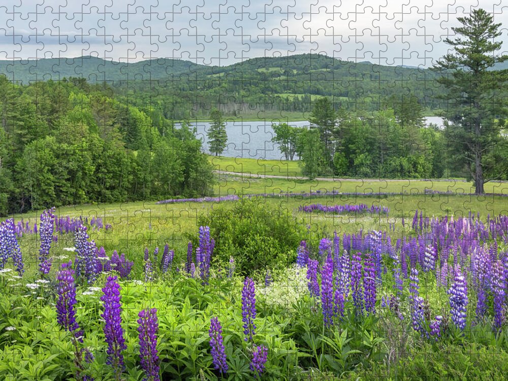 Pearl Jigsaw Puzzle featuring the photograph Pearl Lake Lupine by White Mountain Images