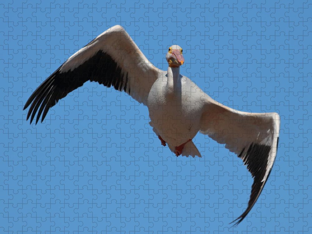 Pelican Jigsaw Puzzle featuring the photograph Pelican 6782 by John Moyer
