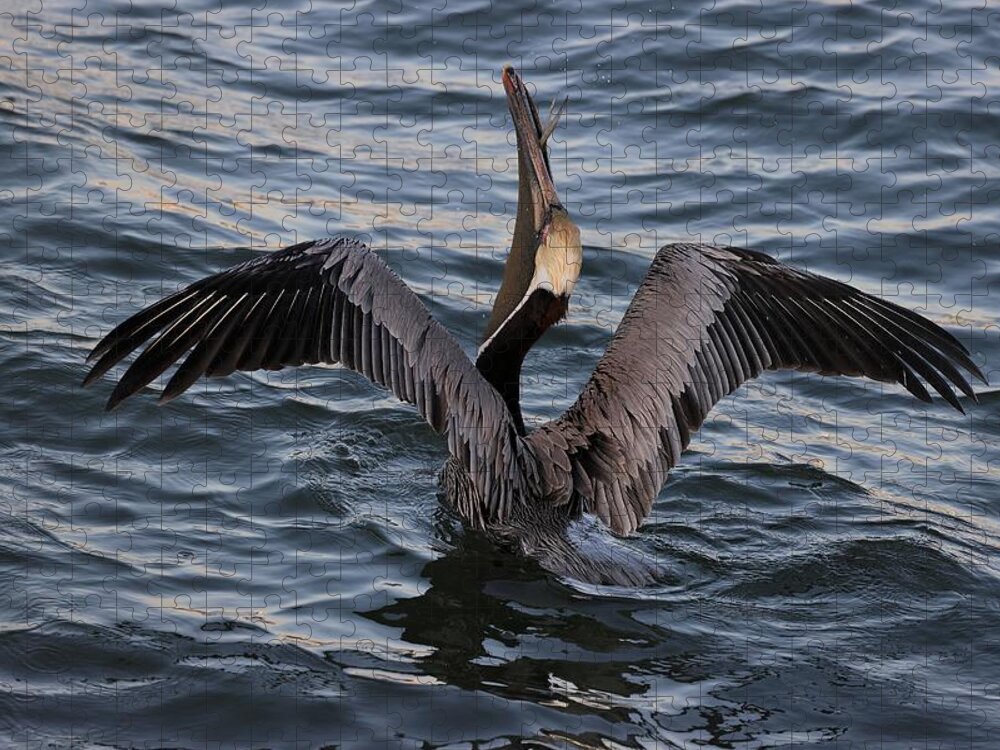 Pelican Jigsaw Puzzle featuring the photograph Pelican enjoying a meal by Mingming Jiang