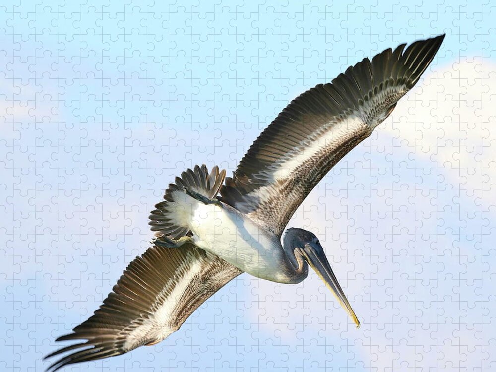 Pelicans Jigsaw Puzzle featuring the photograph Pelican in Flight 9 by Mingming Jiang