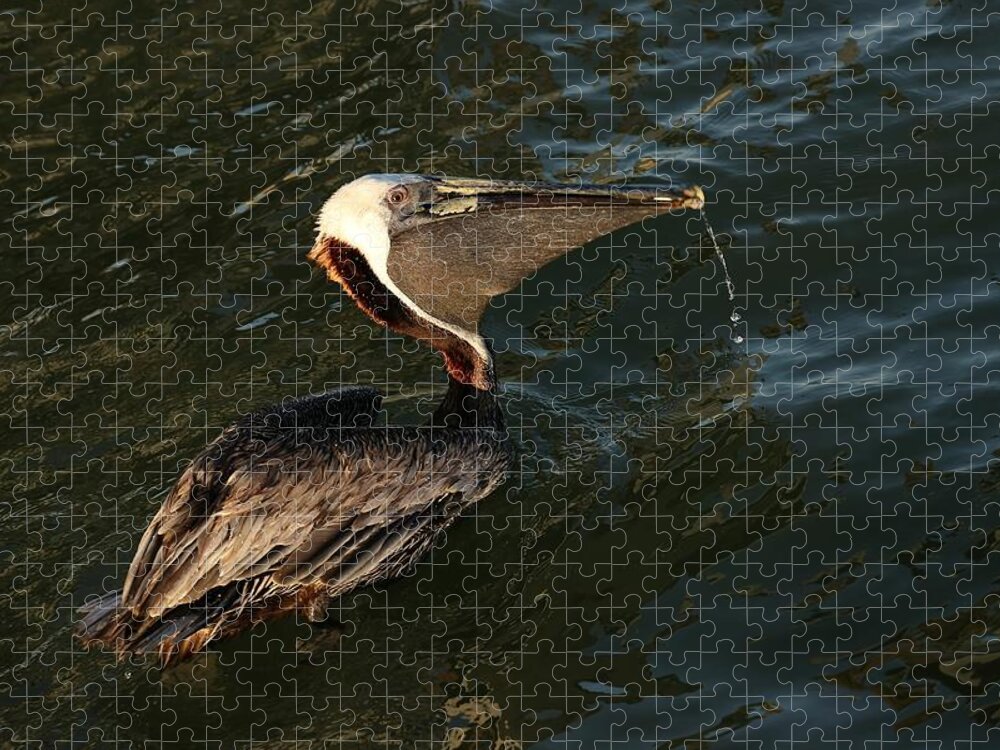 Pelicans Jigsaw Puzzle featuring the photograph Artsy Pelican by Mingming Jiang