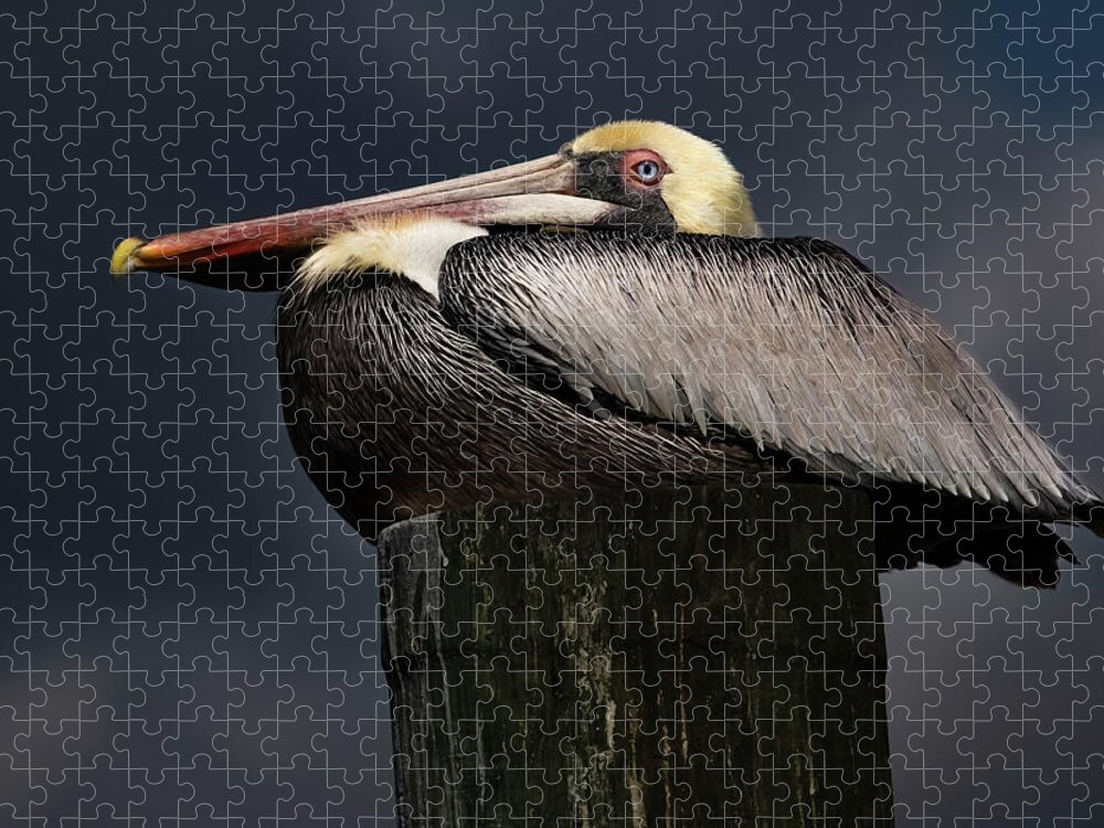 Birds Jigsaw Puzzle featuring the photograph Pelican on a Pole by Larry Marshall