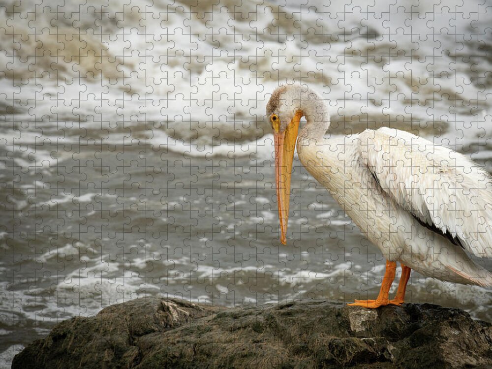 Animal Jigsaw Puzzle featuring the photograph Pelican Posing by Paul Freidlund