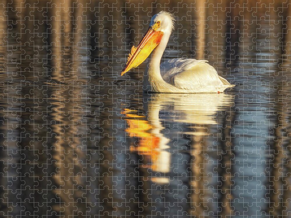 Pelican Jigsaw Puzzle featuring the photograph Pelican Reflections by Darren White